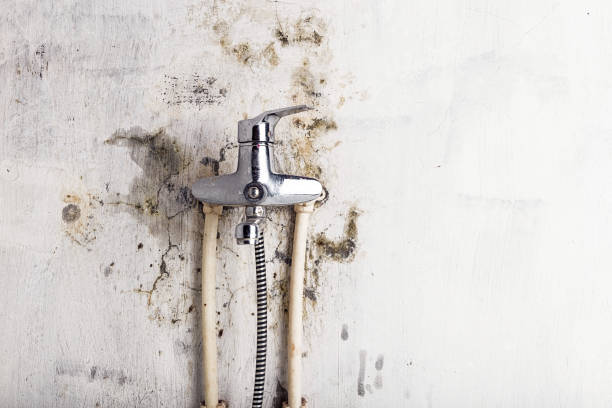 Best Black Mold Removal  in Weissport East, PA