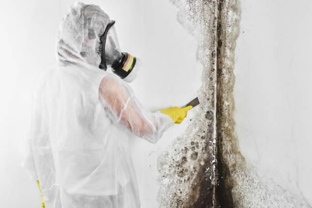 Best Certified Mold Removal  in Weissport East, PA