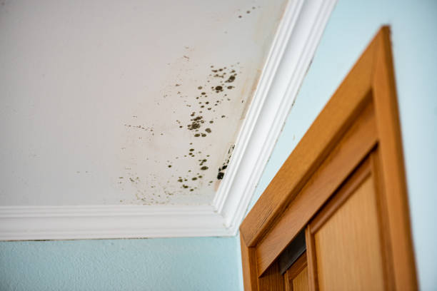 Best Mold Testing  in Weissport East, PA