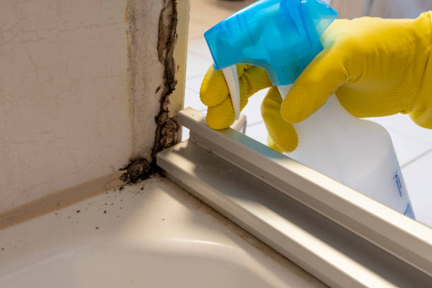 Best Affordable Mold Removal  in Weissport East, PA