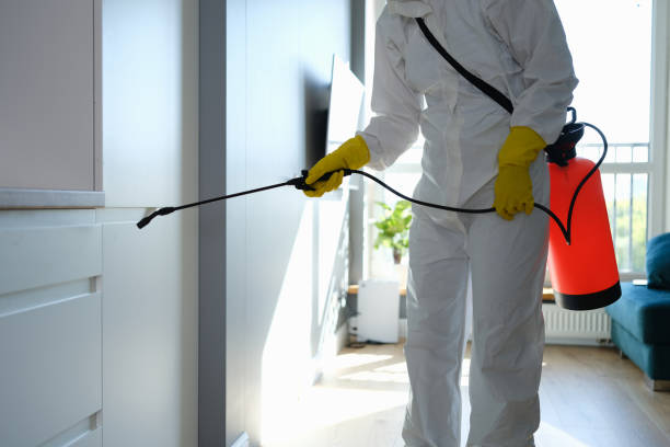 Mold Removal and Inspection in Weissport East, PA