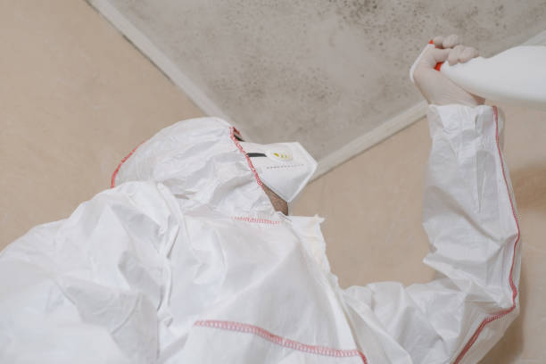 Best Professional Mold Removal  in Weissport East, PA
