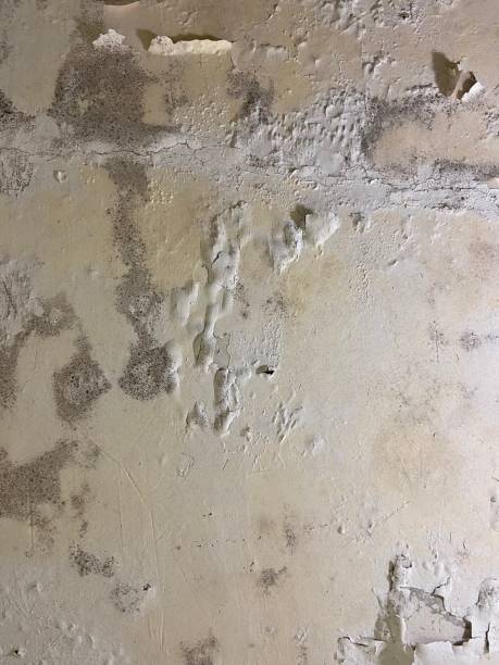 Best Office Mold Removal Services  in Weissport East, PA
