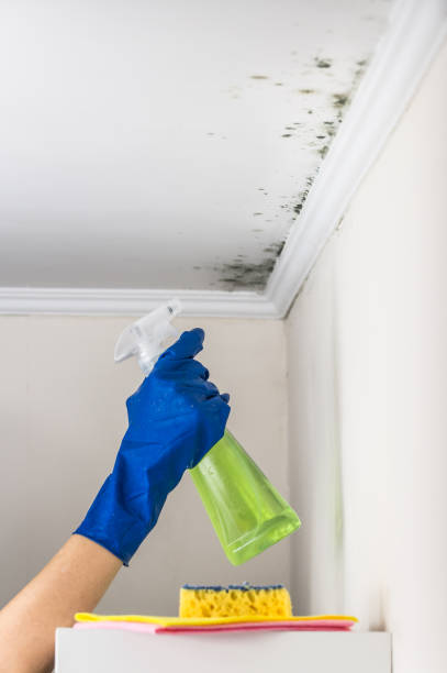 Best Toxic Mold Removal  in Weissport East, PA