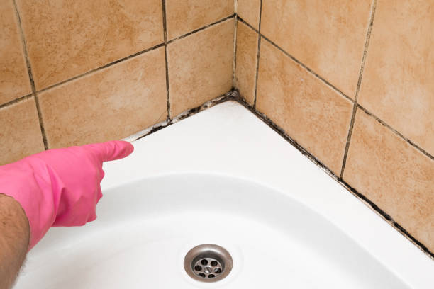 Best Fast Mold Removal  in Weissport East, PA